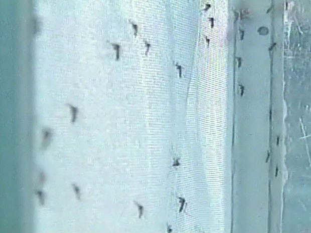 Mosquitos da dengue se reproduzem mais facilmente nos períodos chuvosos  (Foto: Reprodução/TV Grande Rio)