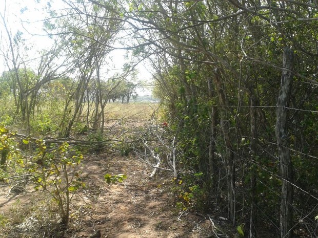 Matagal onde vítima foi encontrada fica no bairro Mangabeira, em Macaíba, RN (Foto: Delegado Normando Feitosa)