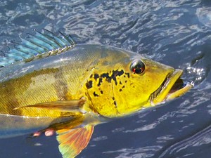 G1 Preço do pescado continua em queda na Grande Belém diz Dieese