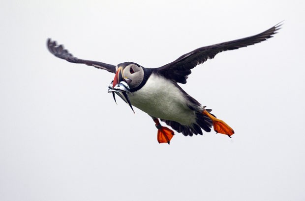 Um papagaio-do-mar foi fotografado após capturar pequenos peixes na costa do estado do Maine (EUA) (Foto: Robert F. Bukaty/AP)