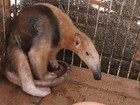Filhote de tamanduá é resgatado após atropelamento no Tocantins