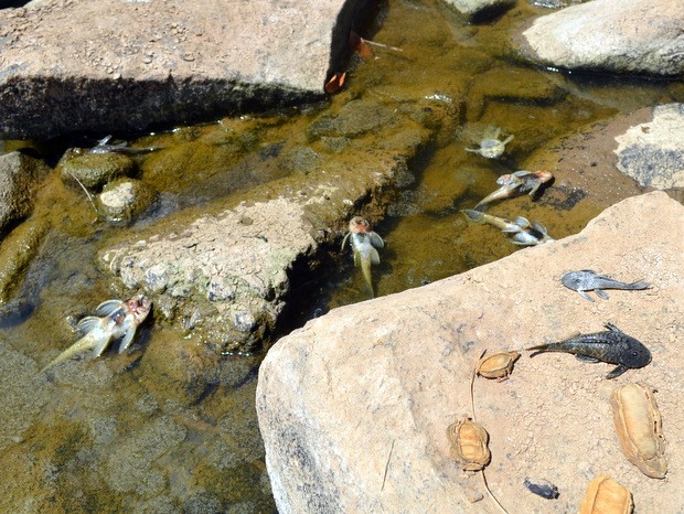 Peixes mortos são encontrados no Rio Piracicaba (Foto: Thomaz Fernandes/G1)