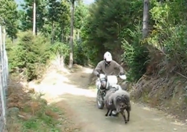 Carneiro furioso voltou a atacar um motociclista em uma estrada de terra (Foto: Reprodução/YouTube/Nelson Bomber)