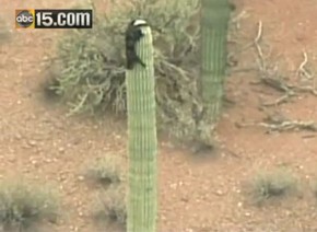 Gato Desce De Cacto De 10 Metros Apos 3 Dias Com Medo De Altura Planeta Bizarro G1 Cactus plants probably grew in a tropical environment until about 65 million years ago when, in much of california, the climate changed from. g1 globo