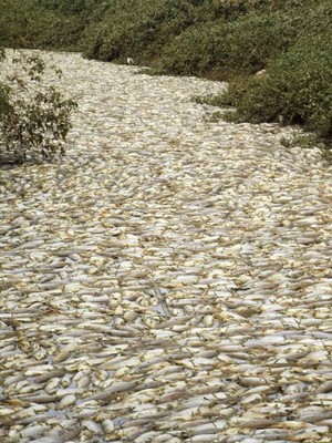 VÍDEO: após água preta, milhares de peixes aparecem mortos em Salto (Arquivo Pessoal/Paulo Conti)