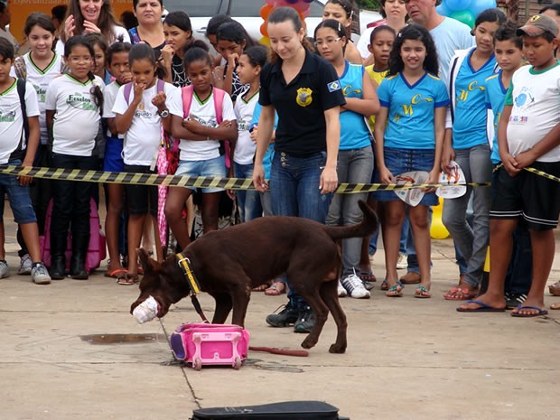 Cães acharam drogas durante treinamento aberto para observação de alunos  (Foto: Divulgação / Assessoria)