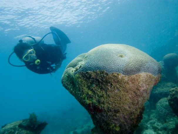 Biodiversidade de corais se compara à da Mata Atlântica (Foto: Divulgação / Parnam dos Abrolhos)