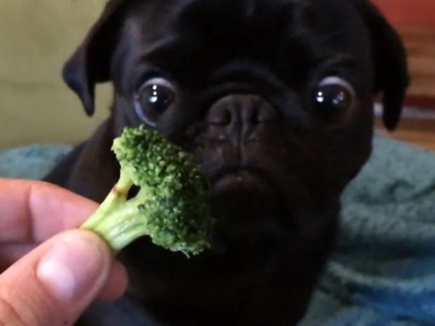 &#39;Cão vegetariano&#39; virou hit na web após olhar vidrado em brócolis (Foto: Reprodução/Imgur/CeddyMai)