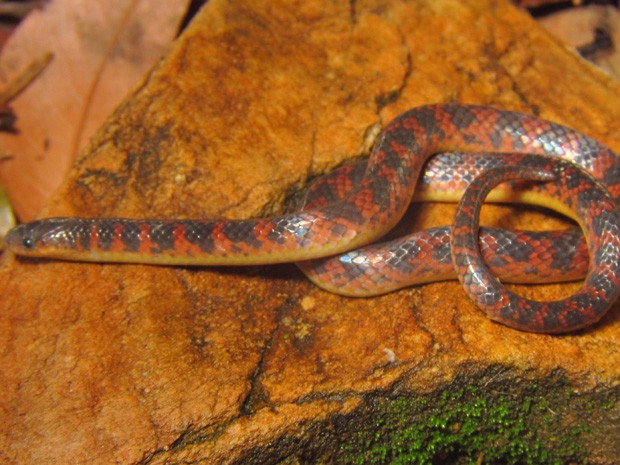 Nova espécie de serpente é encontrada em Minas Gerais. (Foto: Mauro Teixeira Jr) Nova espécie de serpente é encontrada em Minas Gerais. (Foto: Mauro Teixeira Jr)