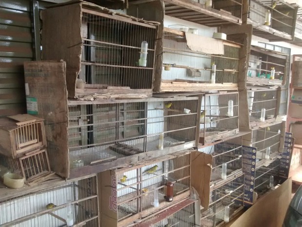 Apreesão de animais silvestres em Uberlândia (Foto: Polícia Militar de Meio Ambiente)