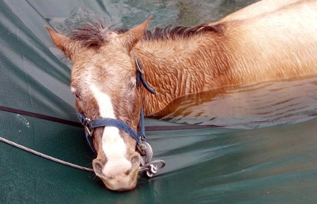 Cavalo cego que caiu em piscina nos EUA é resgatado com suporte de guincho. (Foto: Jack Harvey/AP Photo)