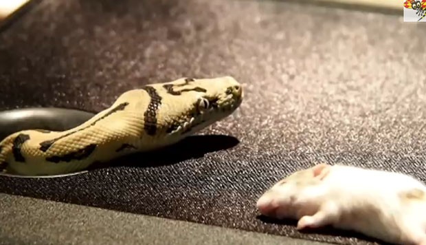 Para capturar o réptil, funcionários de aquário usaram um rato como isca (Foto: Reprodução/YouTube/Expressen)