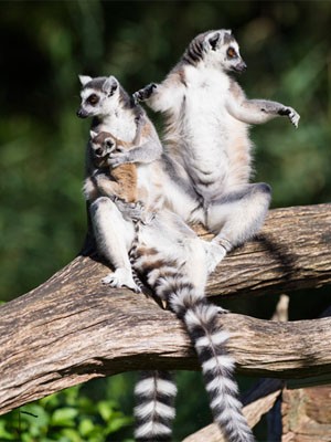 Jiro acompanhado da mãe e de um macho da espécie (Foto: Zoológico da Basileia/Divulgação)