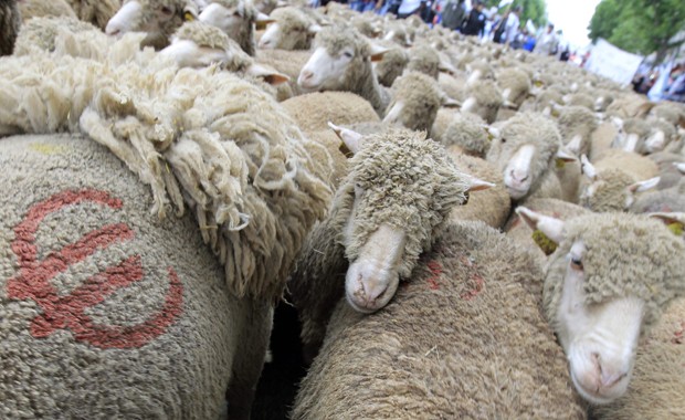 Ovelhas marcadas com o símbolo do euro em manifestação de agricultores neste domingo (23) em Paris (Foto: Reuters/Gonzalo Fuentes)