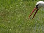 Fot�grafo flagra cegonha capturando sapo em gramado