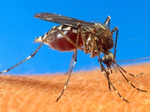 Mosquito da dengue aedes egypt (Foto: USDA/AP)
