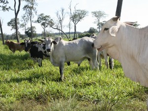 Propriedade em MT onde vivia animal com mal da vaca louca (Foto: Leandro J. Nascimento/G1)