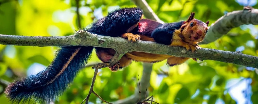 Esquilo Ratufa indica tem coloração única com cores que variam em tons de roxo, anil e laranja. (Foto: KaushiK Vijayan/Instagram)