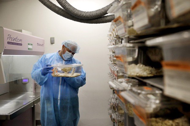 Charles Cook, do laboratório Champions Oncology, segura uma gaiola de plástico com um camungongo que tem fragmentos de tumor de um paciente (Foto: AP Photo/Patrick Semansky) Charles Cook, do laboratório Champions Oncology, segura uma gaiola de plástico com um camungongo que tem fragmentos de tumor de um paciente (Foto: AP Photo/Patrick Semansky)