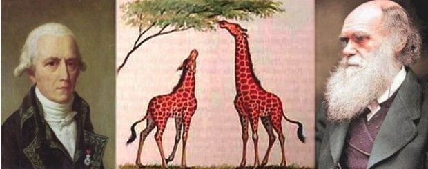 Pensamentos diferentes sobre pescoço das girafas (Foto: Reprodução/Aura Celeste)