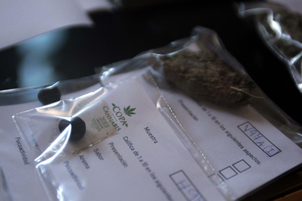 Jurados experimentam droga para eleger vencedor da Copa Cannabis  (Foto: Andres Stapff/Reuters)