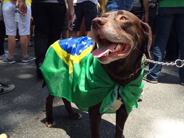 Labrador Mussum participa de manifestação na Avenida Paulista (Foto: Isabela Leite/G1)