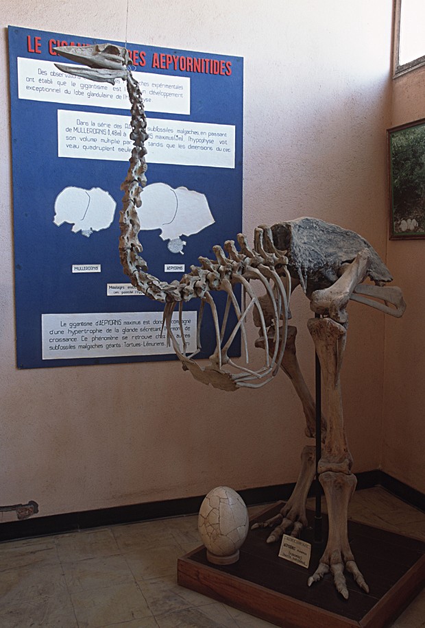 Esqueleto de ave-elefante é exposta no Museu de Arte e Arqueologia da Universidade de Madagascar, em Antananarivo (Foto: Martin Harvey/Getty Images)