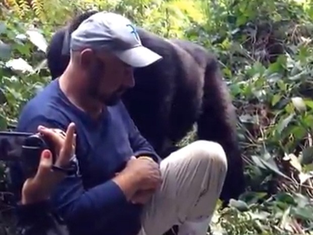 Assim que o gorila se aproxima, homem fica imóvel e ganha 'beijo' do primata (Foto: YouTube/Reprodução/Brandon David) Assim que o gorila se aproxima, homem fica imóvel e ganha 'beijo' do primata (Foto: YouTube/Reprodução/Brandon David)