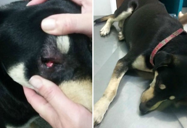Cachorro foi atingido com espetinho de churrasco em Votorantim (Foto: Arquivo pessoal / Tatiana Fonseca)