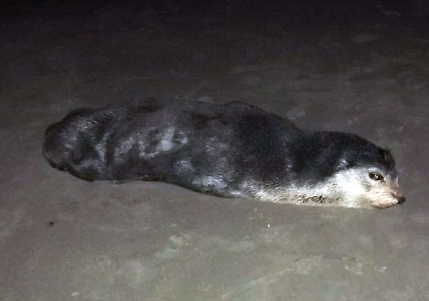 Lobo marinho encontrado em Itanhaém, SP (Foto: Adilson Muniz/Guarda Municipal de Itanhaém)