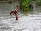 Garoto se arrisca para salvar filhote de cervo de enchente em Bangladesh