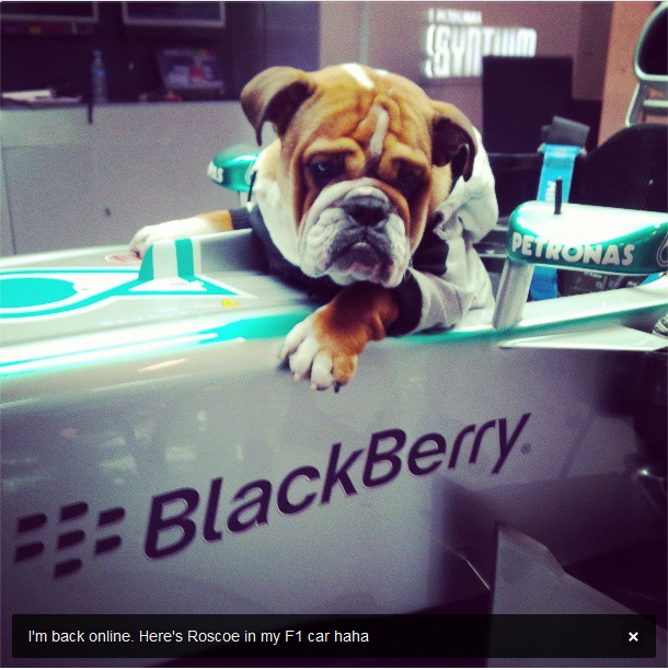Cão de Hamilton, Roscoe, em sua Mercedes (Foto: Divulgação/twitter)
