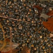 Agrotóxicos mataram 4 milhões de abelhas (Reprodução)