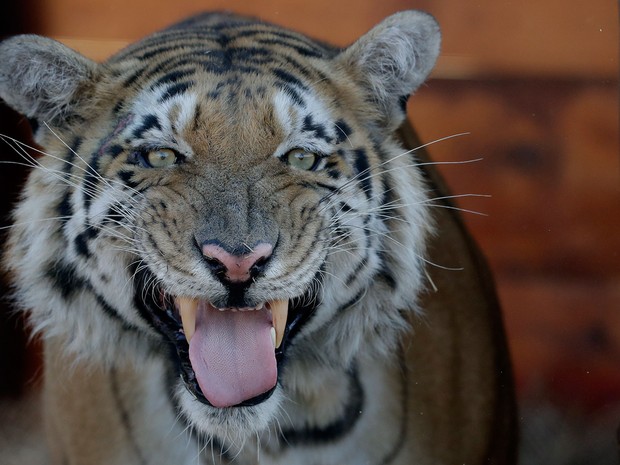 Natureza - Tigre Resgatado De 'pior Zoo Do Mundo' Chega à África Do Sul