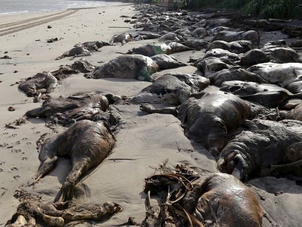 Um homem caminha ao lado de carcaças de bois na praia do Conde em Barcarena, no Pará. Na última terça-feira (6), uma transportadora de gado carregado com cerca de 5 mil animais naufragou no porto da Vila do Conde, em Barcarena (Foto:  Tarso Sarraf/Reuters)