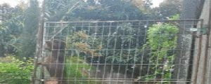 VÍDEO: 'cadela-aranha' escala grade de 1,50 m e surpreende donos (Reprodução)