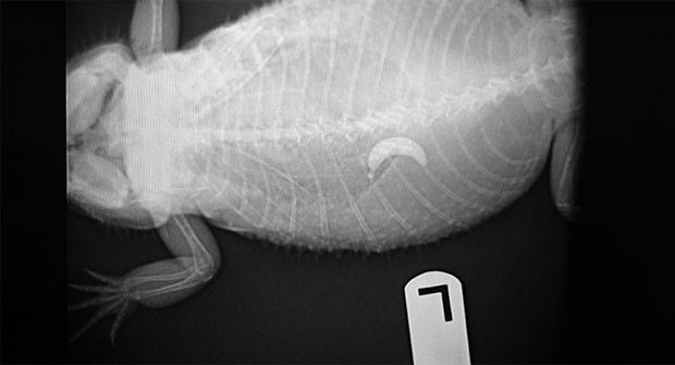 Dragão barbudo que devorou uma banana da Barbie levou uma menção honrosa (Foto: Reprodução/Veterinary Practice News)