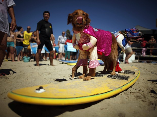 Cães fantasiados se preparam para participar de prova de surfe na Califórnia, nos EUA (Foto: Lucy Nicholson/Reuters)
