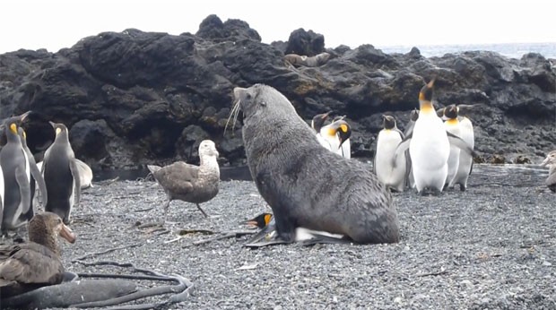 Em uma das gravações feitas pelos cientistas é possível ver o lobo-marinho em cima de exemplar de pinguim-rei, durante ato sexual (Foto: Reprodução/Polar Biology)