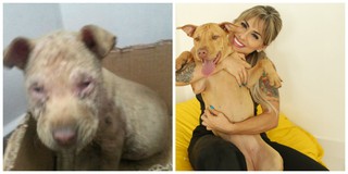 O antes e depois de Dakota, pitbul resgatada e recuperada por Vanessa Mesquita (Foto: Reprodução/Arquivo pessoal e Iwi Onodera/EGO)