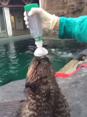 Mishka usando o inalador (Foto: Reprodução/Youtube/Seattle Aquarium)