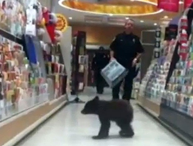 Ursinho invadiu loja em Ashland, no estado do Oregon (Foto: Robin A. Bishop/AP)