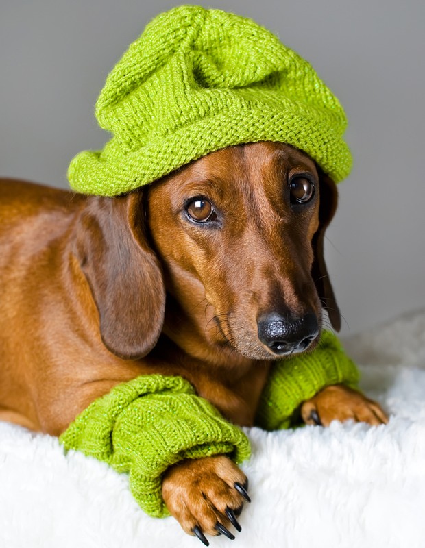 Muitos cães gostam de usar roupa, mas é importante se certificar de que não existam eventuais alergias ao tecido (Foto: Shutterstock)