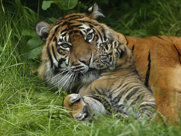 Tigresa-de-sumatra encarou fotógrafo ao ser registrada ao lado do filhote no zoológico de Chester, na Inglaterra (Foto: Phil Noble/Reuters)