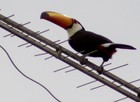 Tucano em condomínio surpreende moradores (José Antonio de Assis / VC no G1)