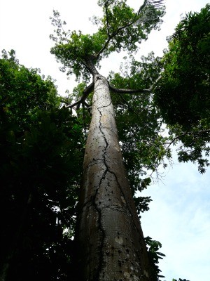 Sumauma é conhecida como 'Rainha da Floresta' pelo seu tamanho gigantesco (Foto: Mário Bentes / Acervo Ascom Inpa)