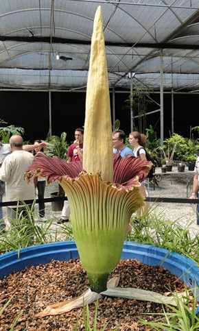 Flor Cadaver Floresce Pela 1Âª Vez Na America Latina Em Mg Diz Botanico Minas Gerais G1 Sus flores son realmente hermosas. g1 globo