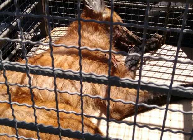 Lobo-guará foi encontrado em fazenda próximo a Itapecerica (Foto: Polícia Militar de Meio Ambiente/Divulgação) Lobo-guará foi encontrado em fazenda próximo a Itapecerica (Foto: Polícia Militar de Meio Ambiente/Divulgação)