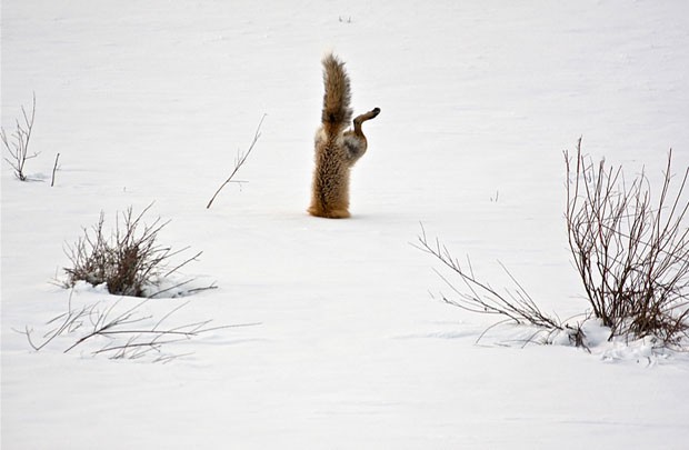 Muitas imagens foram agraciadas com menções honrosas, como esta, de Michael Eastman, retratando uma raposa vermelha e sua caçado por um camundongo na neve (Foto: Michael Eastman/National Geographic Photo Contest)