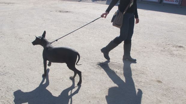 Cachorro que simboliza o Tijuana tem entrada liberada na partida (Foto: Diego Ribeiro)